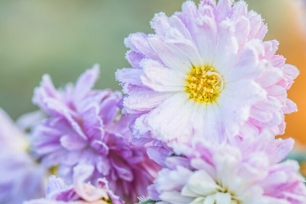 Chrysanthemenblüten im Raureif.