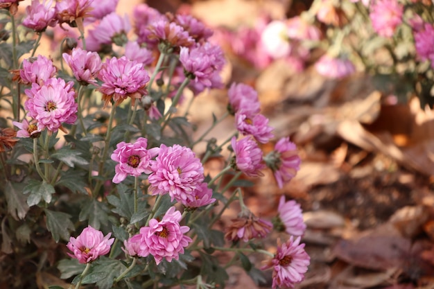 Chrysanthemenblume in Südkorea