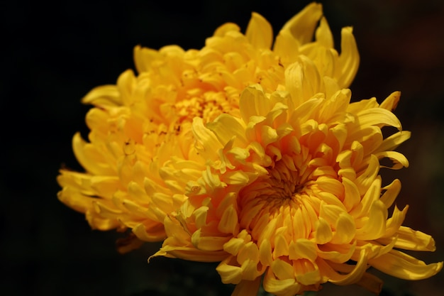 Chrysanthemenblume in tropischem