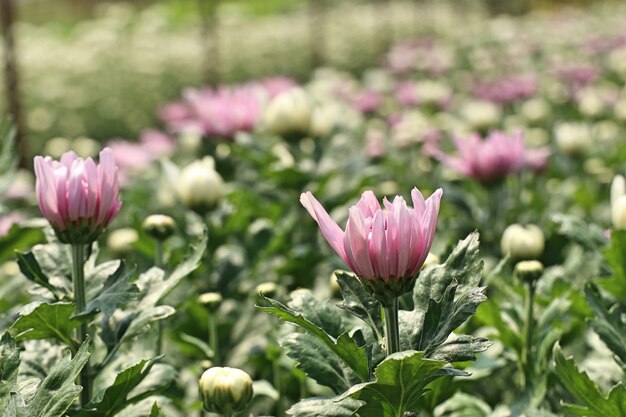 Chrysanthemenblume in tropischem