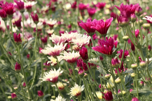 Chrysanthemenblume in tropischem