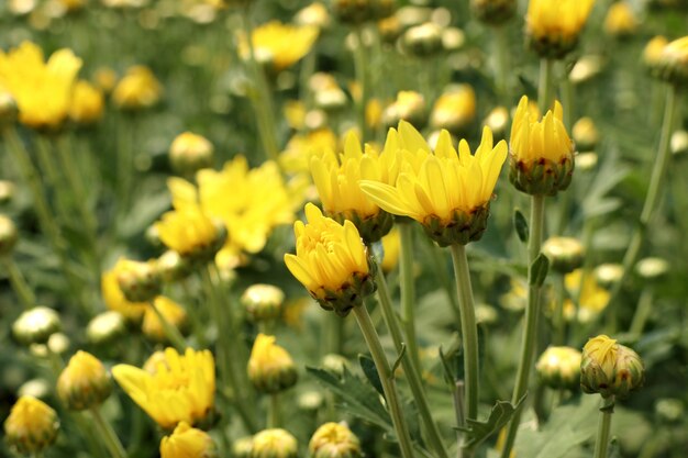 Chrysanthemenblume in tropischem