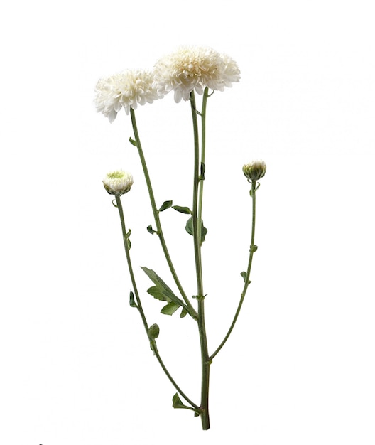 Chrysanthemenblume mit Blatt