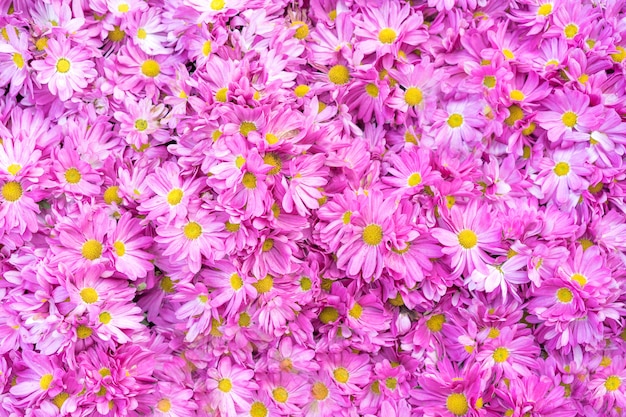 Chrysanthemenblumen als Abschluss oben, rosa Chrysanthemen