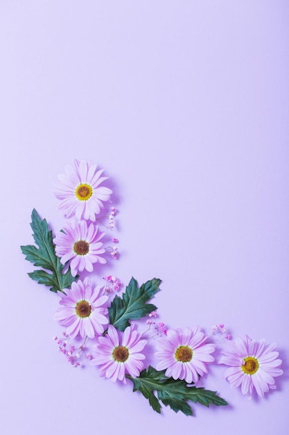 Chrysanthemenblumen auf purpurrotem Papierhintergrund