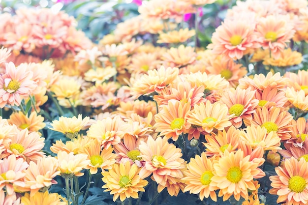 Chrysanthemenblumen im Garten