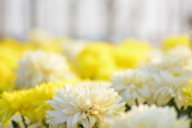 Chrysanthemenblumen mit unscharfem Hintergrund