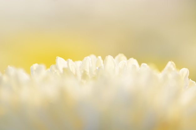 Chrysanthemenblumen mit unscharfem Hintergrund