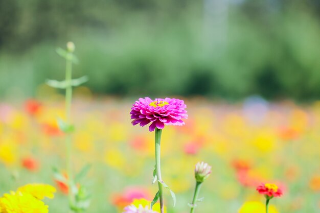 Chrysanthemenblumen schließen oben.