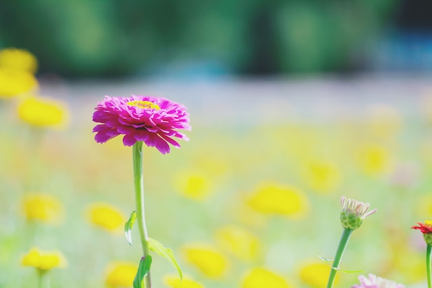 Chrysanthemenblumen schließen oben.