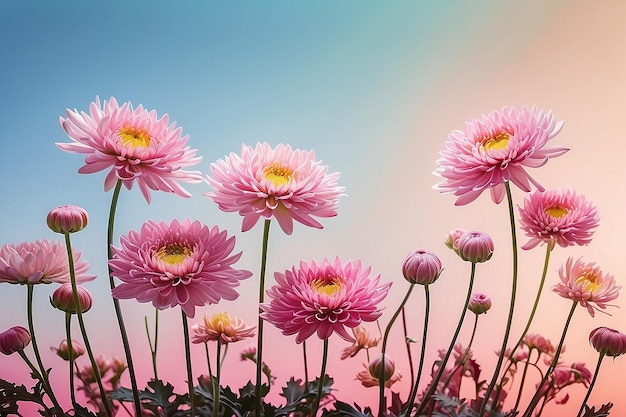 Chrysanthemenblumen vor einem gradienten Hintergrund