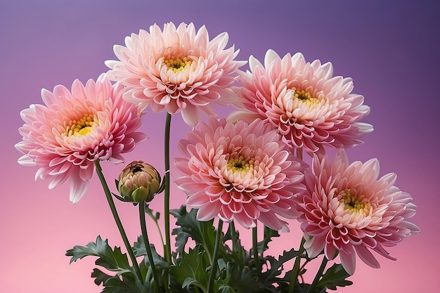 Chrysanthemenblumen vor einem gradienten Hintergrund