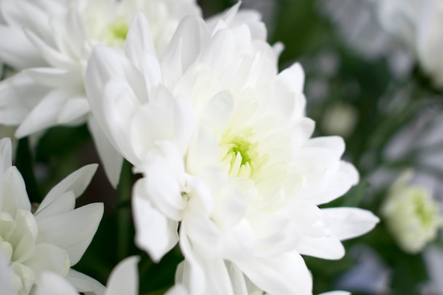 Chrysanthemenblumen.