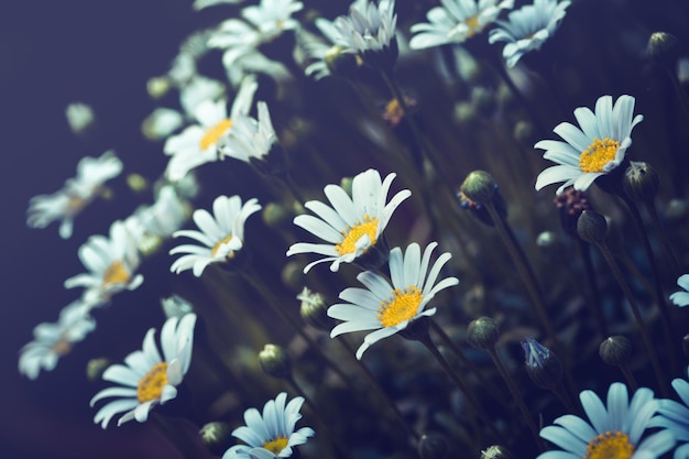 Chrysanthemenhintergrund aus Blumen hautnah