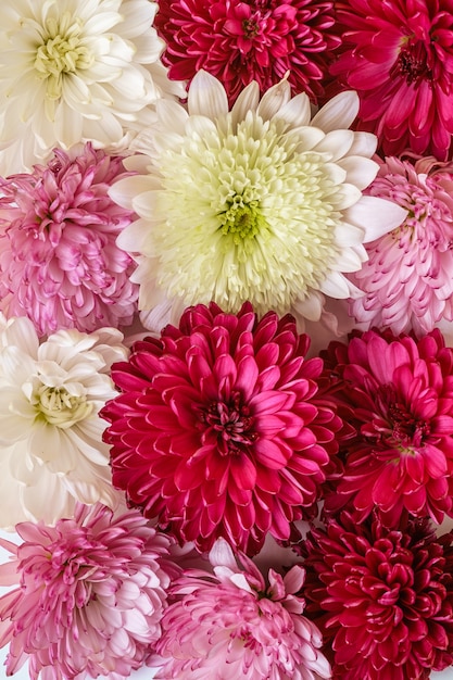 Chrysanthemenrosa, lila und weißer Blumenhintergrund