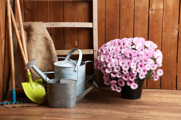 Chrysanthemenstrauch im Topf, Werkzeuge für die Gartenarbeit auf Holzwandoberfläche