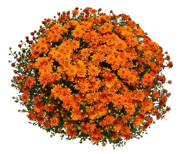 Chrysanthemum multiflora blüht orange im Topf isoliert auf weißem Hintergrund Flache Ansicht von oben