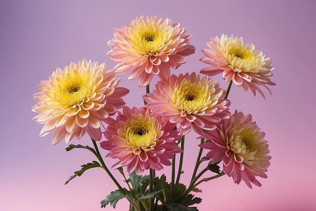 Foto chrysanthemumblüten vor einem gradienten hintergrund