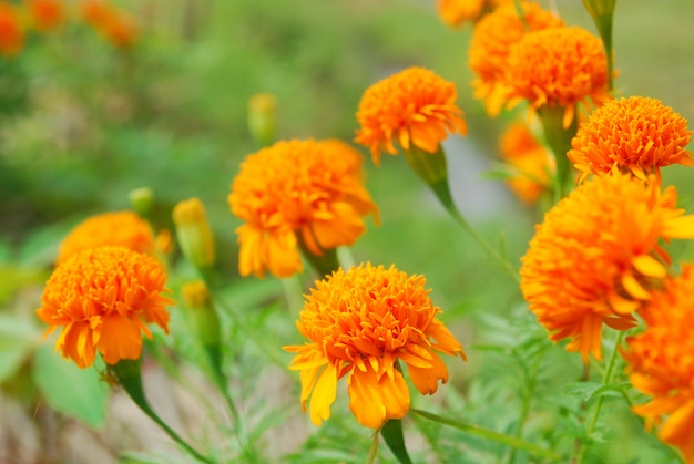 Chrysanthoms florescem no jardim