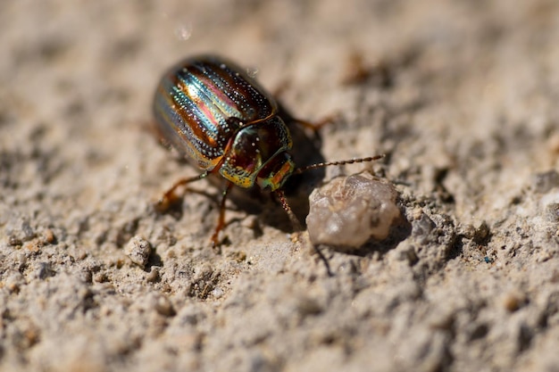 Chrysolina americana insecto escarabajo de romero caminando de lado tocando con sus antenas un grano