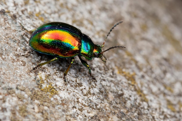 Chrysolina fastuosa un escarabajo verde brillante camina sobre una roca