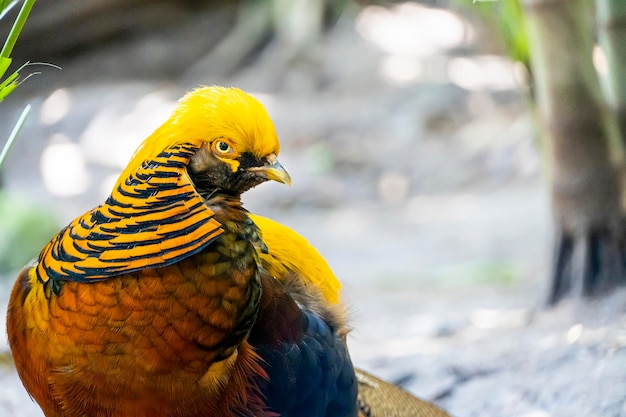 Chrysolophus pictus faisán dorado hermosa ave con plumaje muy colorido dorados azules verdes méxico