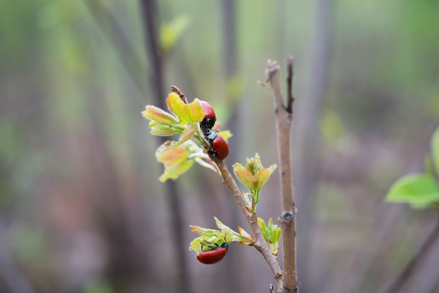 Chrysomela en entorno natural en el bosque de la primavera de cerca sobre fondo borroso