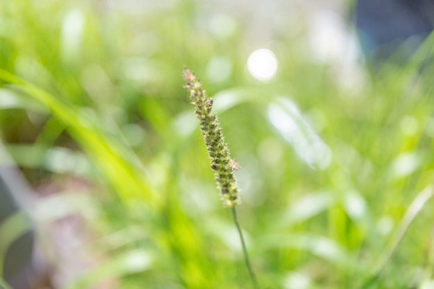 Chrysopogon aciculatus ou menor grama de lança em foco suave