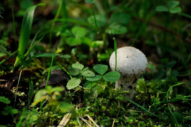 Chubasquero de hongos entre la hierba verde en el bosque matutino Región de Moscú Rusia