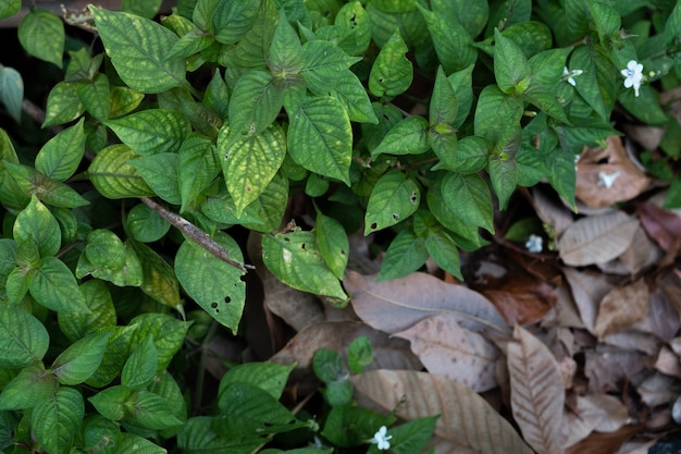 Chumbo seco e folha verde