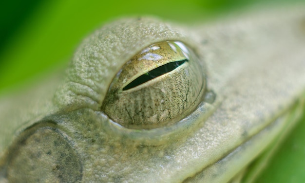 Chunam laubfroschauge nahaufnahme makrofoto feuchte und glänzende  froschaugen