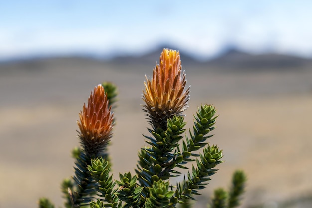 Chuquiragua flor de la cordillera de los andes