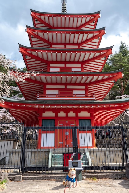 Chureito Pagode in Kirschblüten Frühling sonniger Tag mit einem Akita Inu Hund Arakurayama Sengen Park