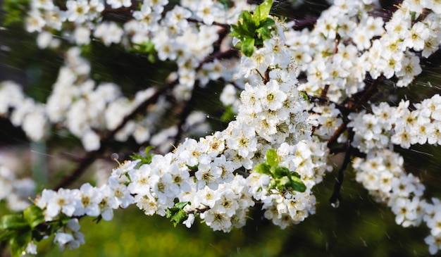 Chuva de primavera no jardim