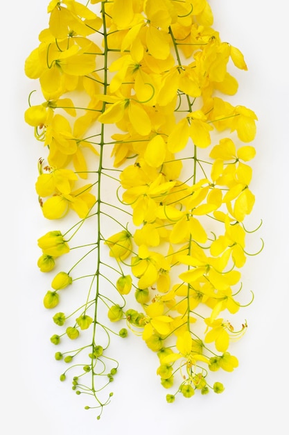 Foto chuva dourada ou flor de fístula de cássia no fundo branco