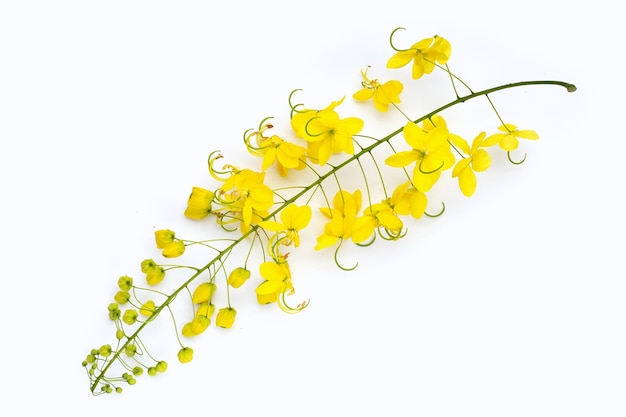 Chuva dourada ou flor de fístula de cássia no fundo branco