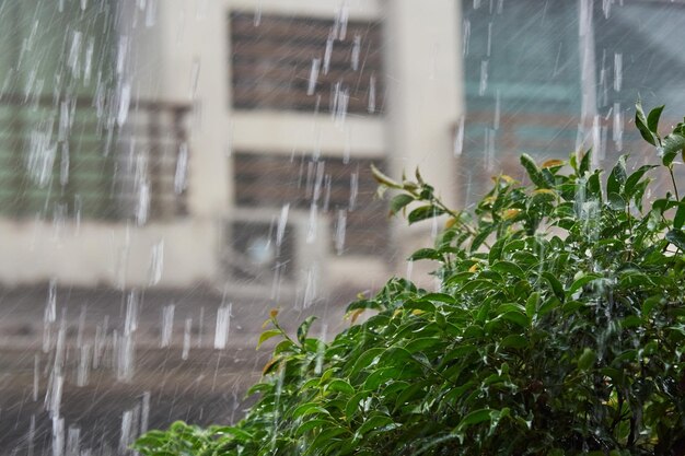 Chuva forte e árvore molhada fora de casa