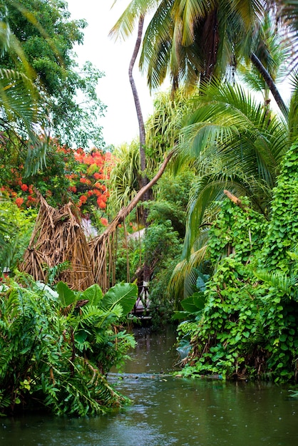 Chuva nos trópicos. Belos bosques e um rio.