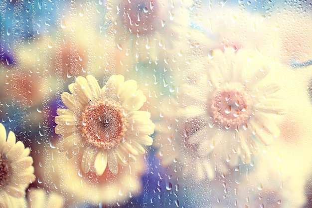 chuva vidro flores fundo abstrato primavera turva sazonal floral