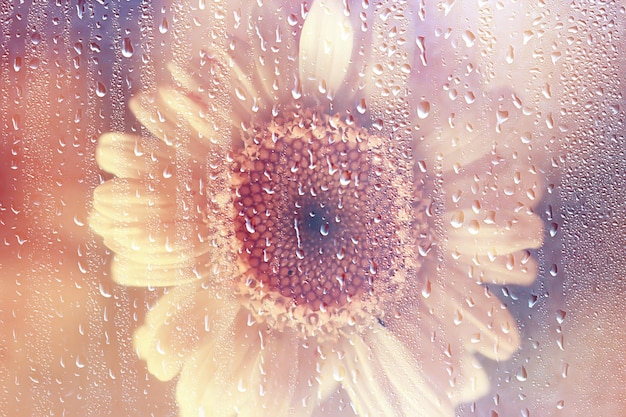 chuva vidro flores fundo abstrato primavera turva sazonal floral