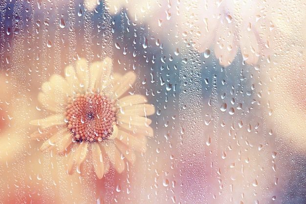 chuva vidro flores fundo abstrato primavera turva sazonal floral