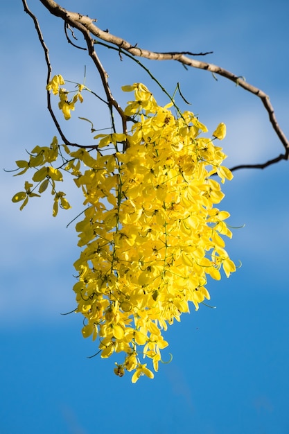 chuveiro dourado