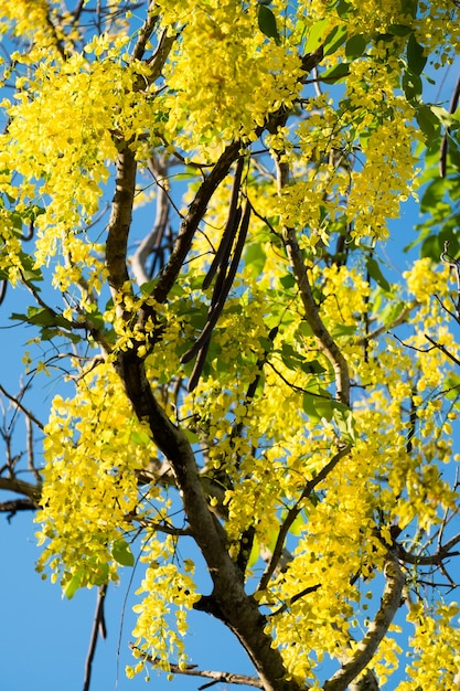 Foto chuveiro dourado