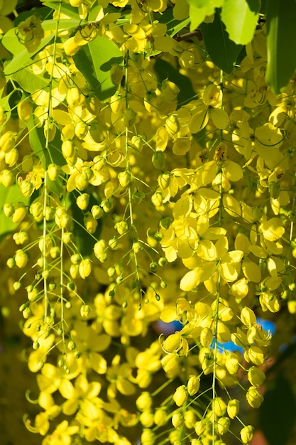 chuveiro dourado