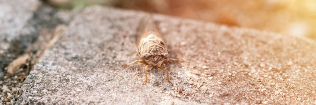 Cicada cicadidae um grande inseto voador preto ou inseto ou besouro em um meio-fio de pedra animais que vivem em países quentes na Turquia banner flare