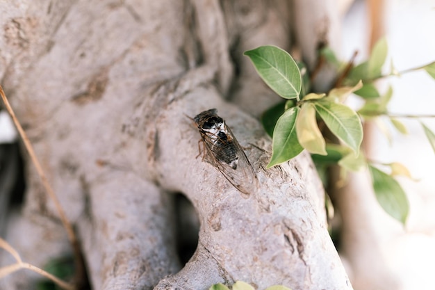 Cicada cicadidae um grande inseto voador preto ou inseto ou besouro em um tronco de árvore animais que vivem em países quentes na Turquia