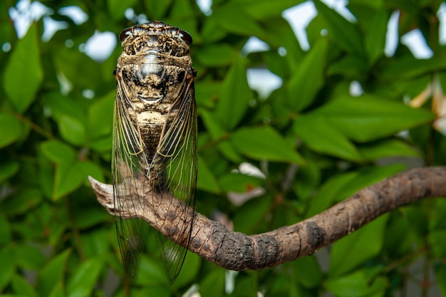 Cicada japonesa Graptopsaltria nigrofuscata la gran cigarra marrón llamada aburazemi en japonés