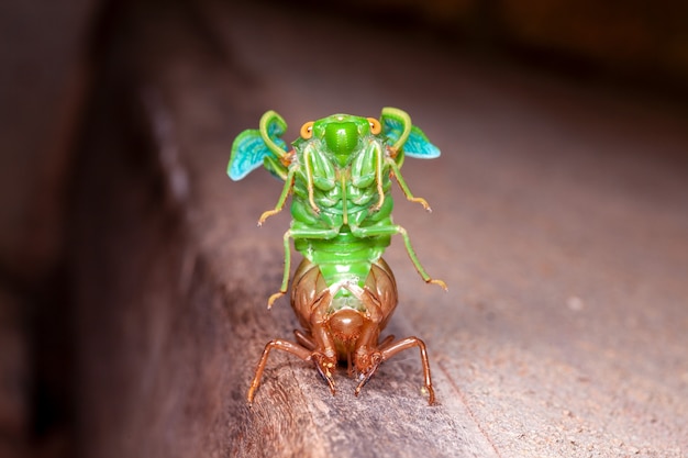 Cicada muda de exúvias emergentes