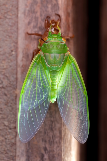 Cicada muda de exúvias emergentes