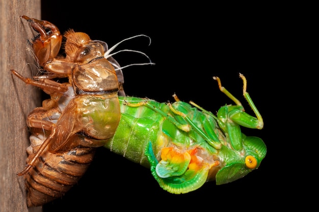 Cicada muda de exúvias emergentes
